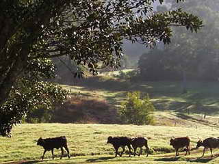 Rural View in Kyogle farming land