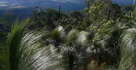 Grass tree community on local volcanic ridge