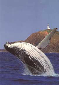 copyright.  Humpback whale breaching off Cape Byron Lighthouse
