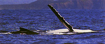 Humpback whale - bing wing