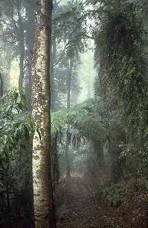 Subtropical rainforest