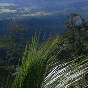 Grass Trees, Tweed Valley, NSW