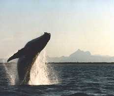 Humpback whale and  remarkable sharp peaked mountain, copyright 1997 by Paul Waters and Lance Hansen