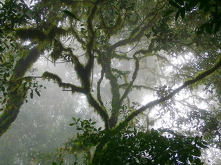 Cool temperate rainforest