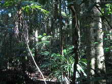 Indicative Big Scrub rainforest